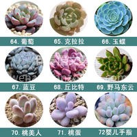 值得入手的72种多肉~ ✨多肉植物小巧精 配图2