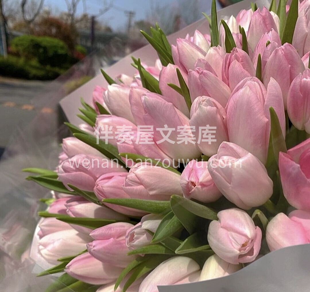 郁金香是胜利和美好的象征，同时还代表着纯 配图1