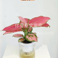 六款懒人植物推荐 想要家里充满生机和活力💃🏻 好看的绿植☘️ 配图5
