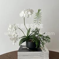 客订蝴蝶兰绿植 蝴蝶兰真的是植物界妥妥的 配图3