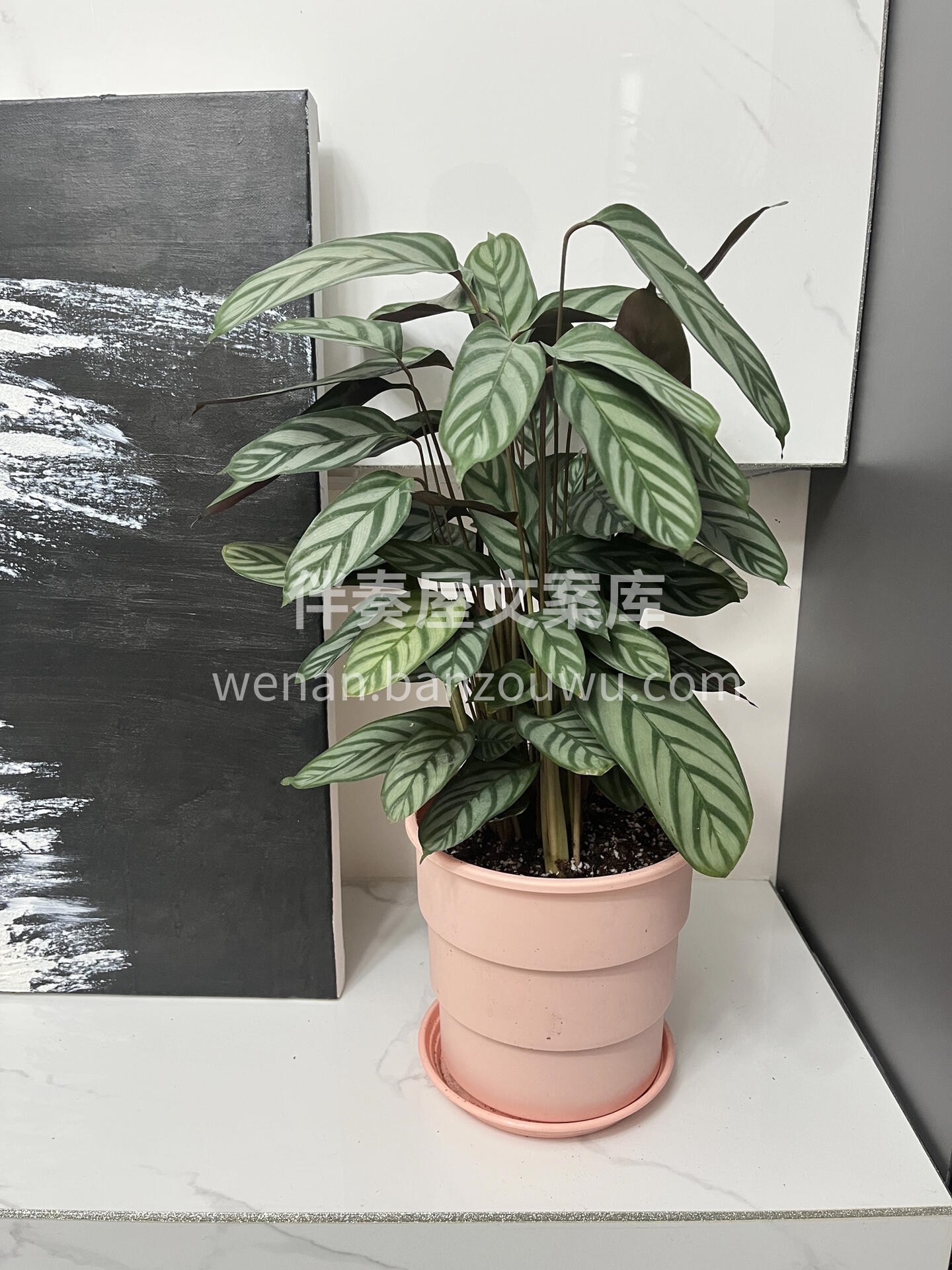新飞羽竹芋🌿 藏在叶间的温柔风 把窗台 书桌变成小森林的角落 配图3
