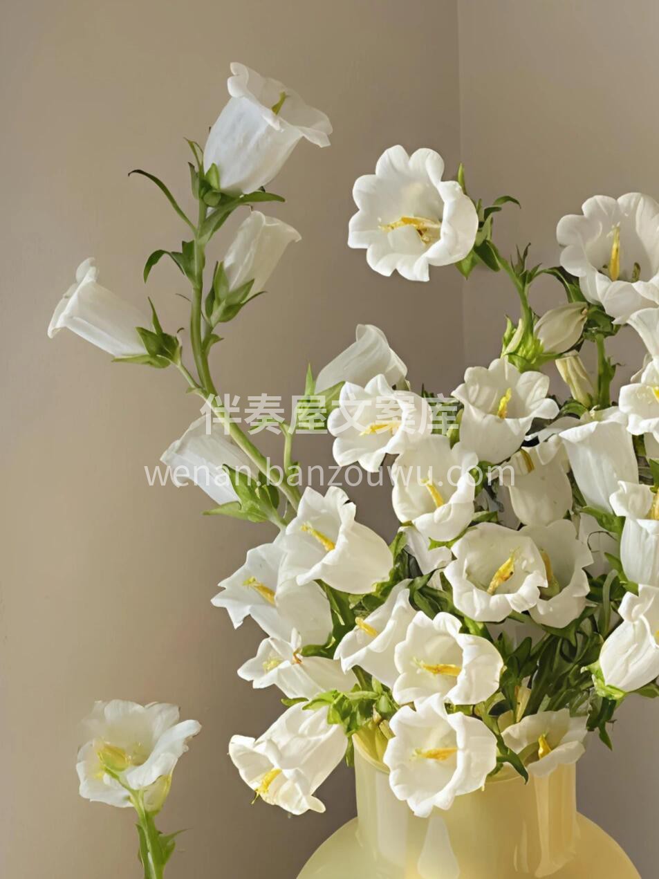 风铃瓶插花🌸 白色🤍象征无暇与纯净 风铃 配图1