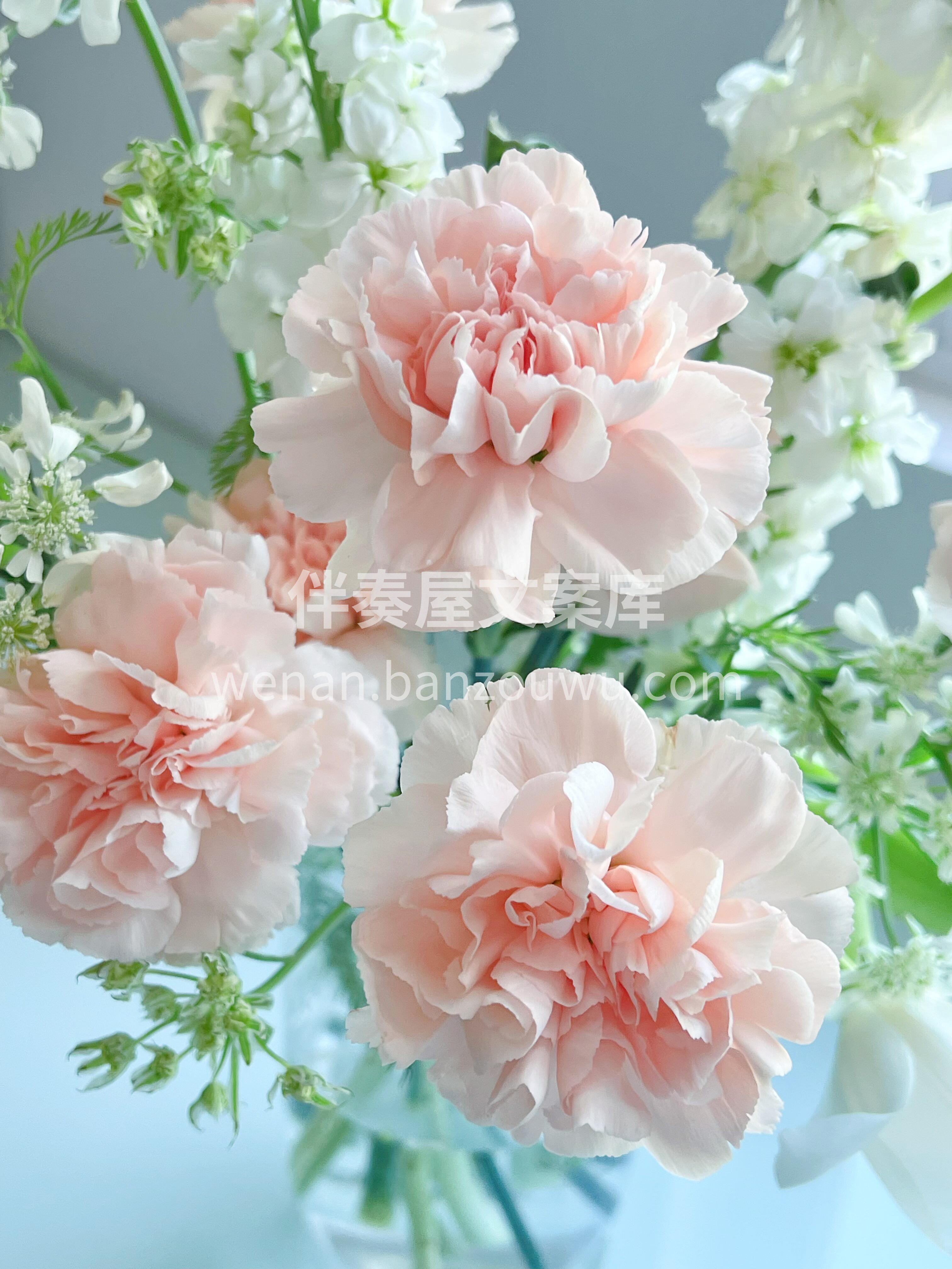 康乃馨母亲节瓶插花🌸 坠入🌿法式的浪漫 爱花如养人 最好的花 配图2
