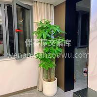 客订发财树 发财树枝叶优美，四季青翠 一 配图3