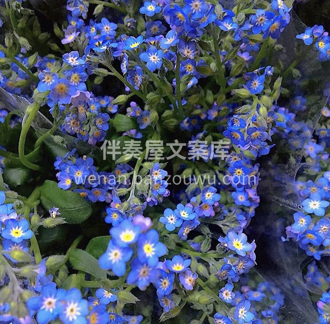 蓝星花花语:大海的深处贩卖着蓝色的孤独， 配图3