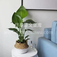 绿植，让人与自然在室内和谐相处成为可能  配图2