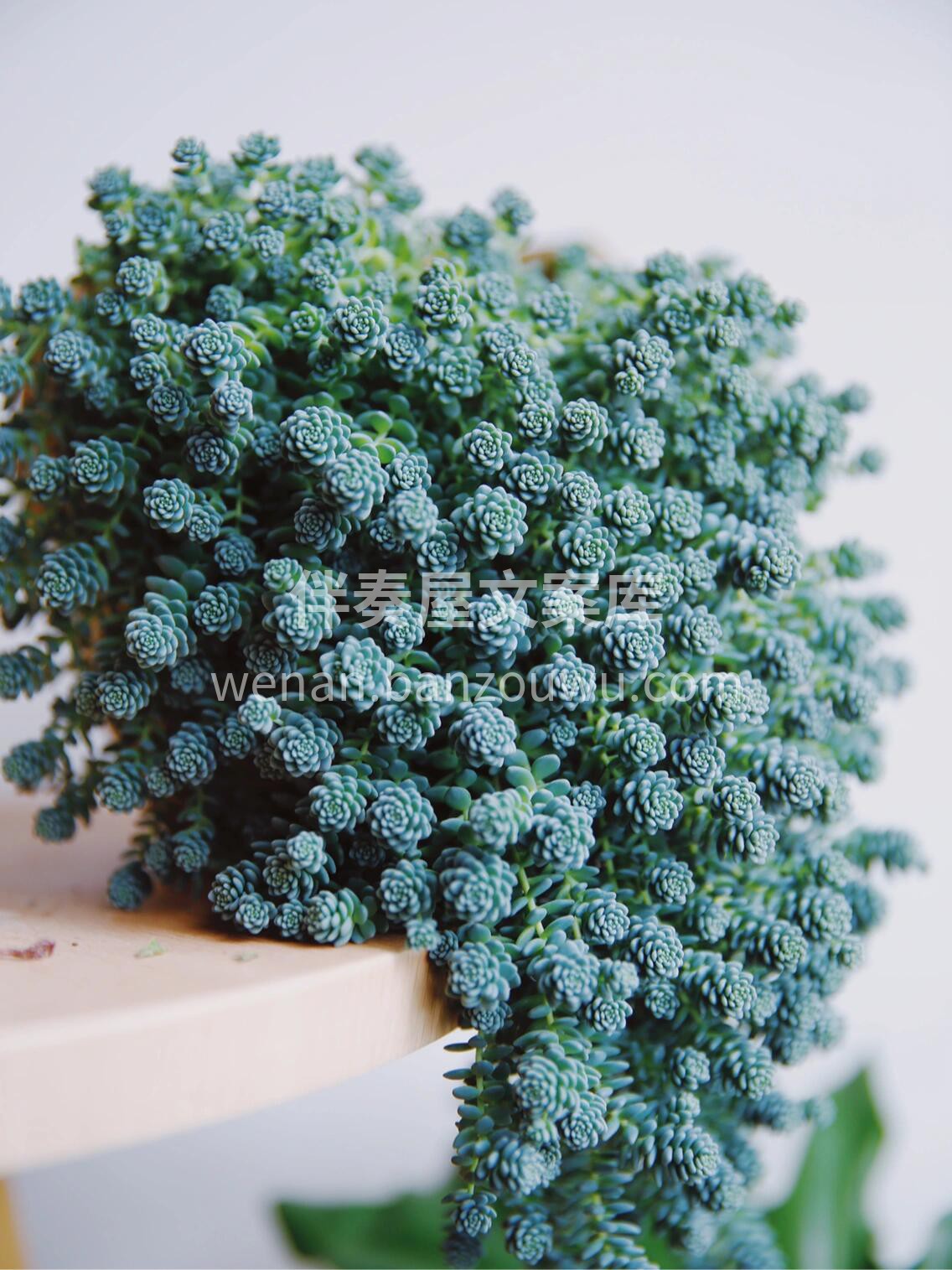 🌱旋叶姬星美人 非常容易爆盆的一款多肉哦 配图2