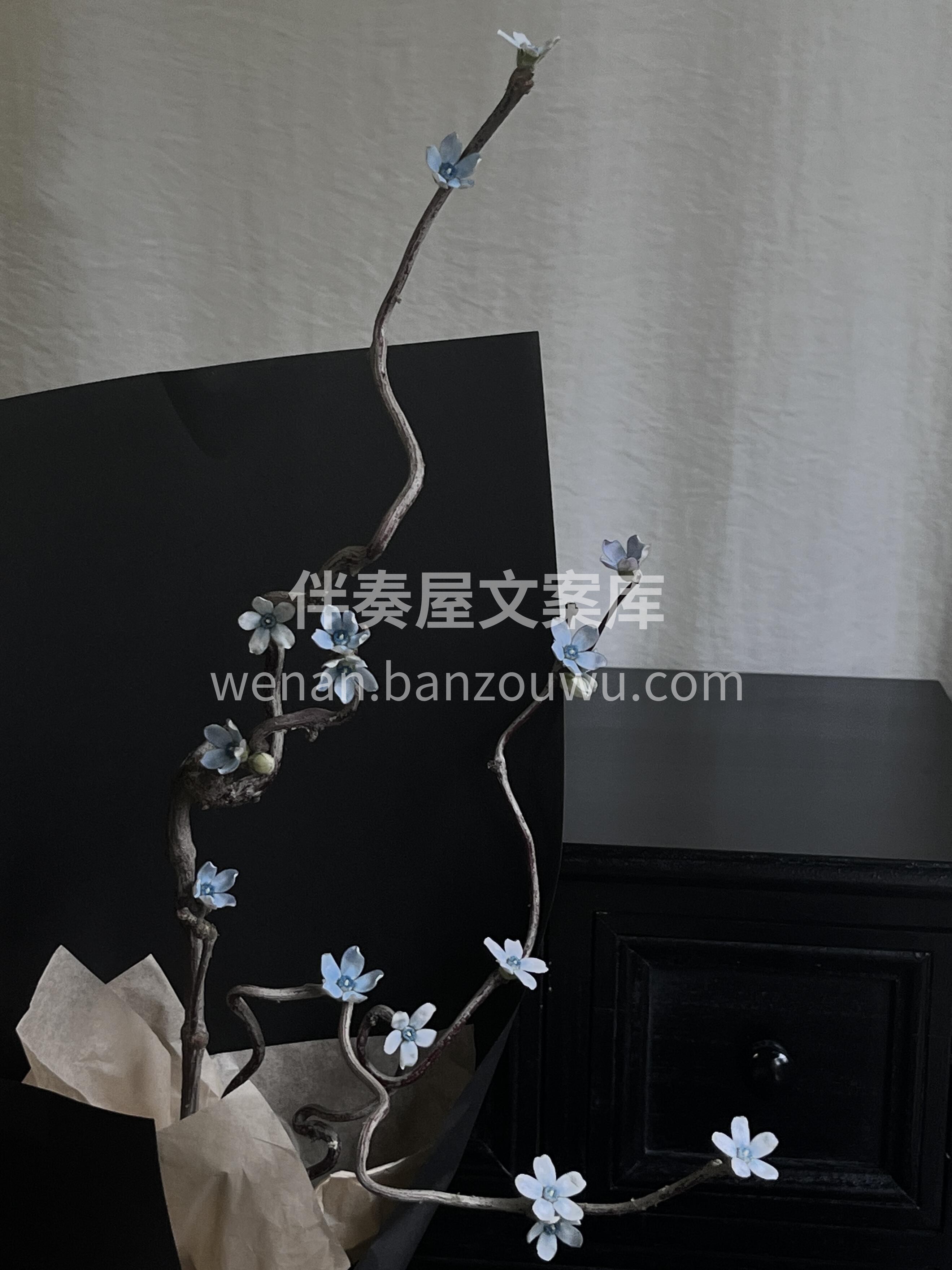 蓝星花也是出息了🤗 是不是很有枯木逢春🌿的感觉 春天到了 只 配图1