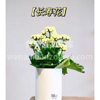绝美开花盆栽推荐 看着经过自己照料后，开花结果的🌱盆栽 真的 配图7