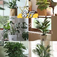 今天推荐六款适合室内摆放的绿植🌱 生活总 配图3