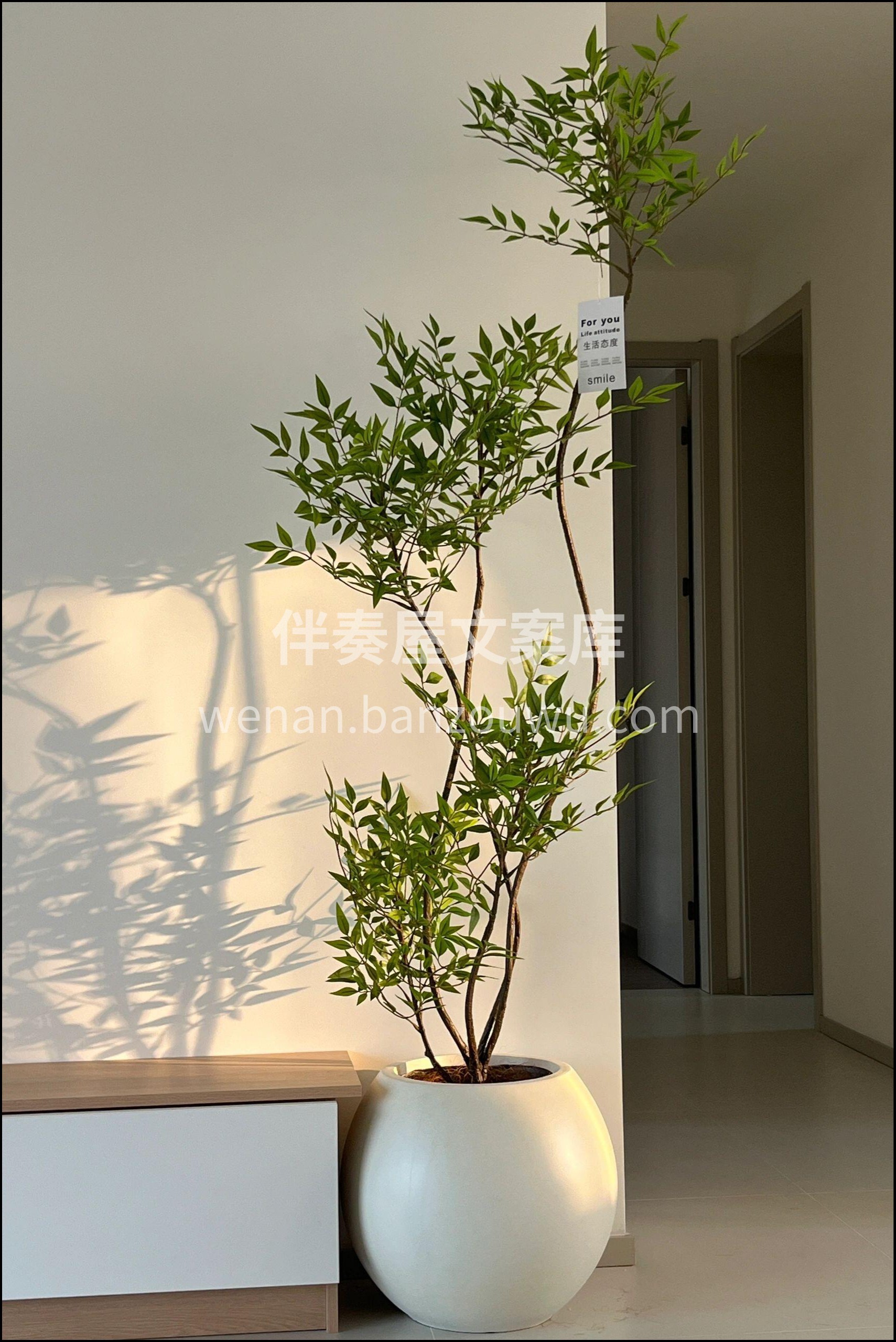 🍀南天竹 吊钟马醉木平替 叶片小巧 形状 配图1