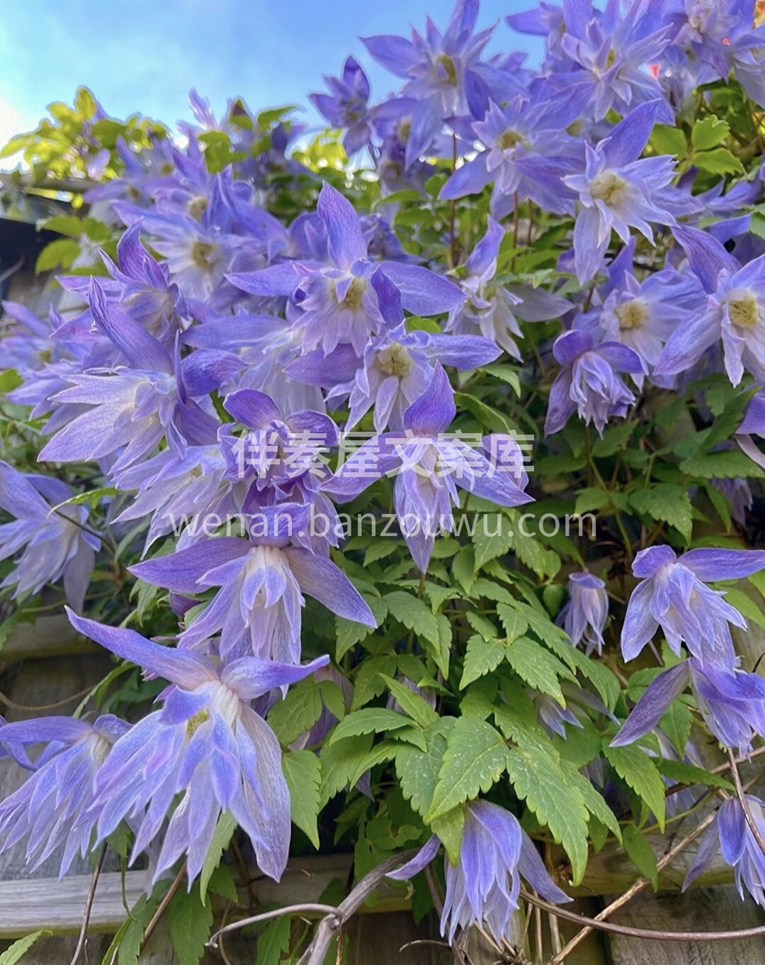 铁线莲的花朵犹如一个个小铃铛，在夏日里摇 配图2