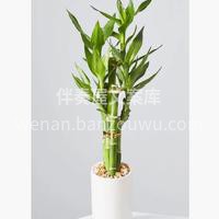 今天给大家推荐6款好养活的桌面盆栽🍃 精致的小盆栽🍃 颜值高 配图4