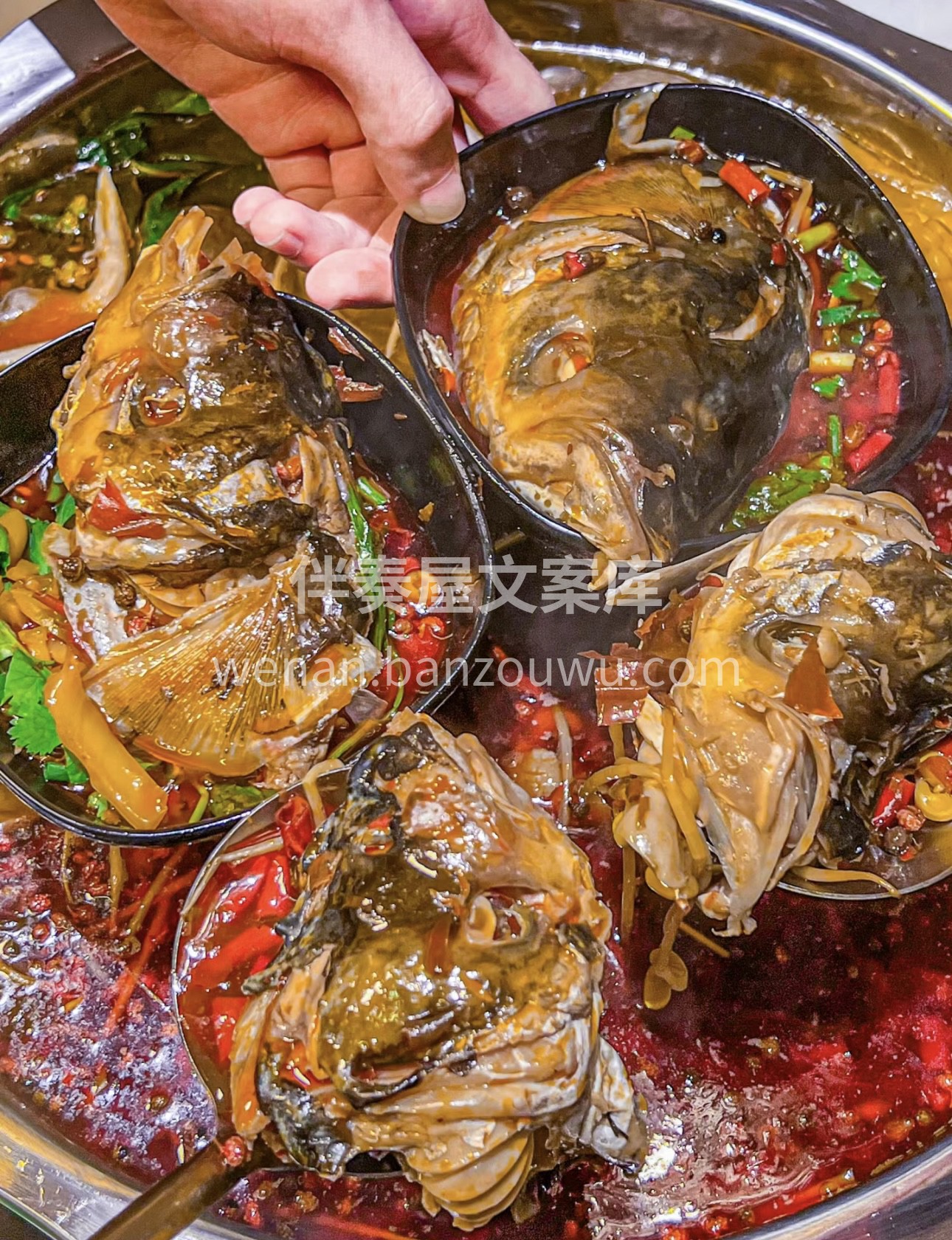 美好从这一锅鱼头火锅开始。硕大的鱼头在锅 配图3