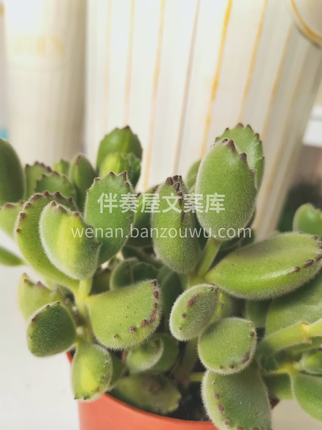 超级萌的一款多肉植物🌱 胖胖叶片顶端长着 配图1