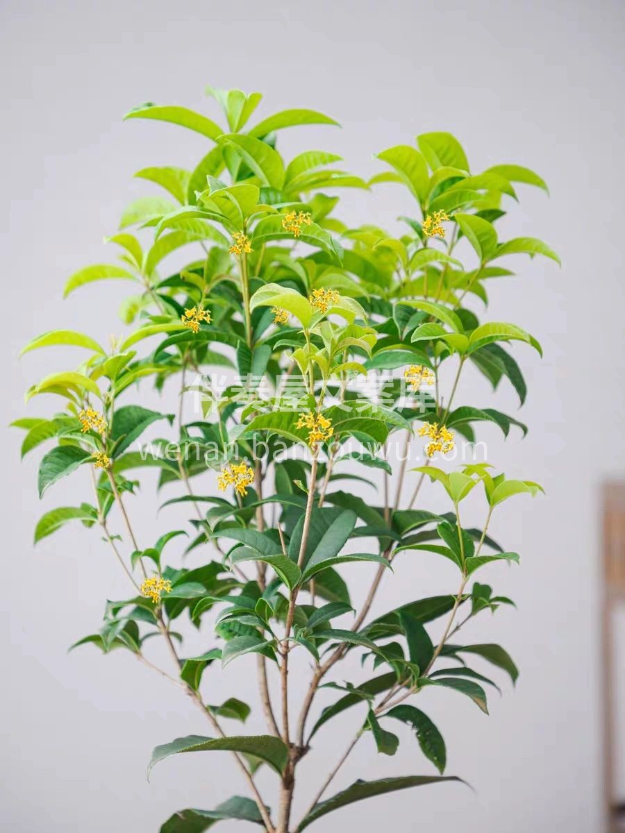 居家必备桂花树 养过的都知道，真的不要太香 开花后方圆十米都 配图1