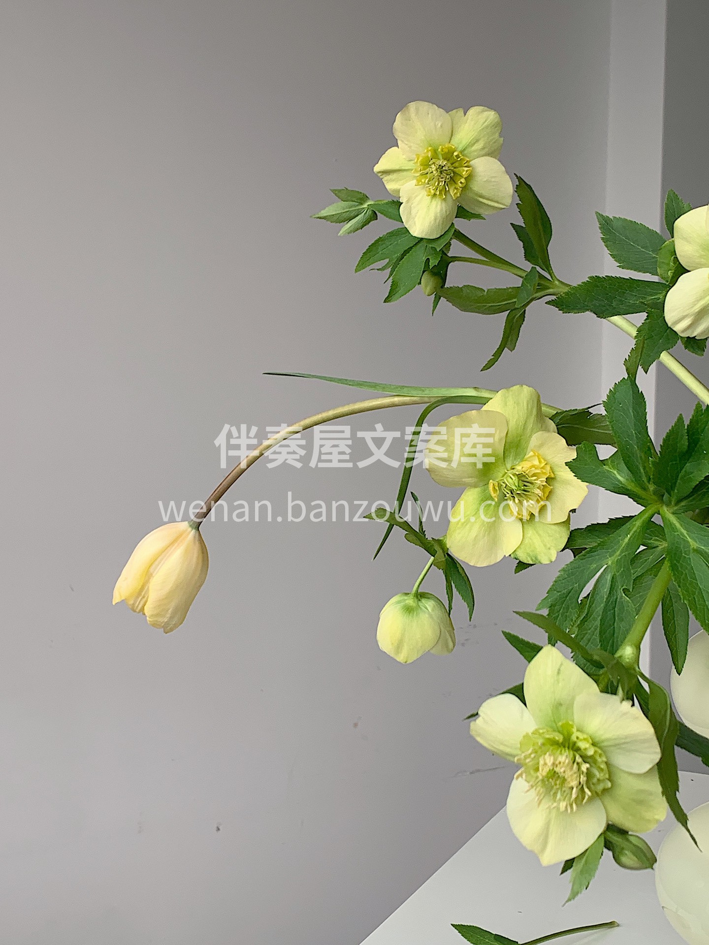瓶插花太美了😍 插一个充满生机🌱的瓶插花 把花材和容器都优势 配图6