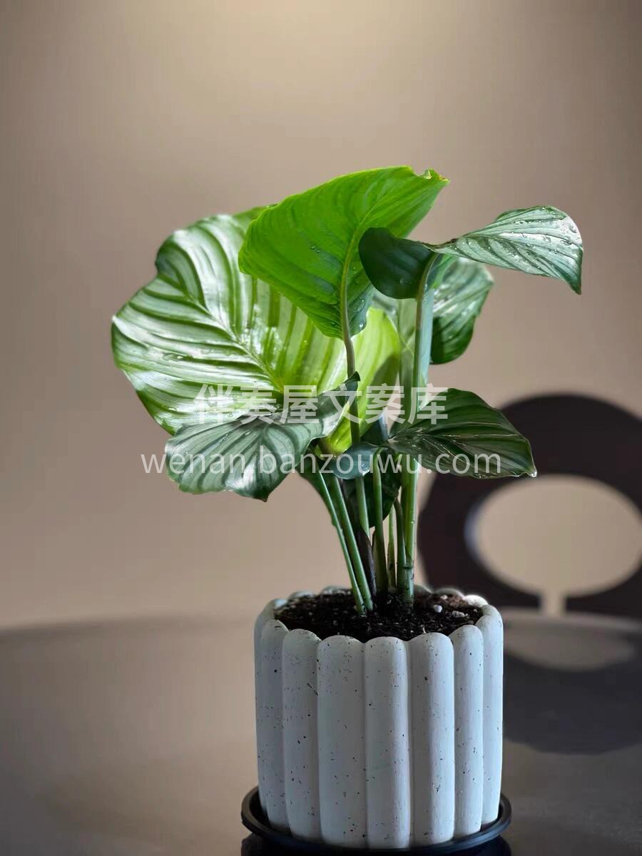 网红植物——青苹果竹芋 客厅有竹芋 聚财 配图2