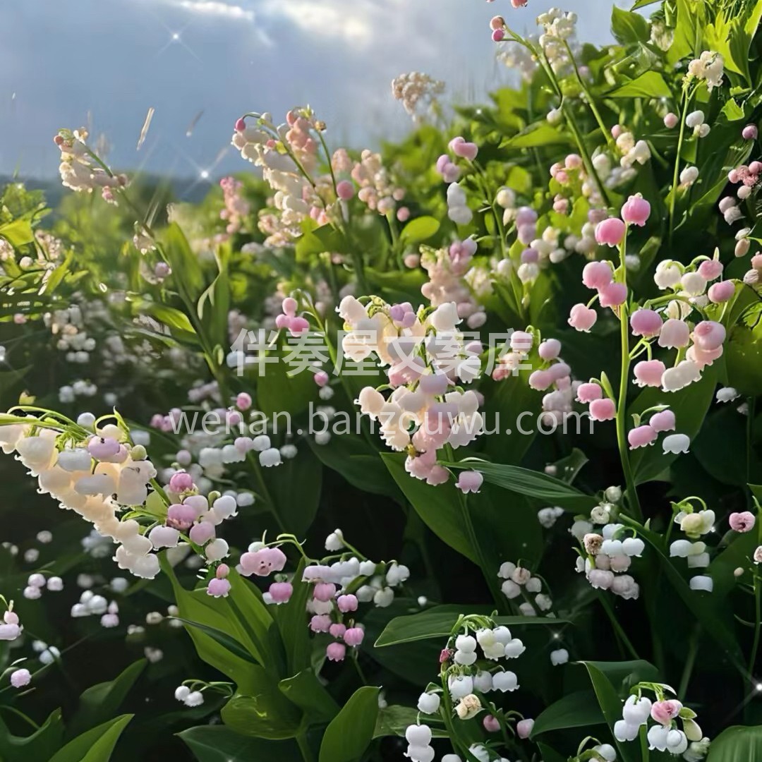 铃兰花是属于百合科的多年生草本植物，它有着白色的钟形花朵，散 配图4